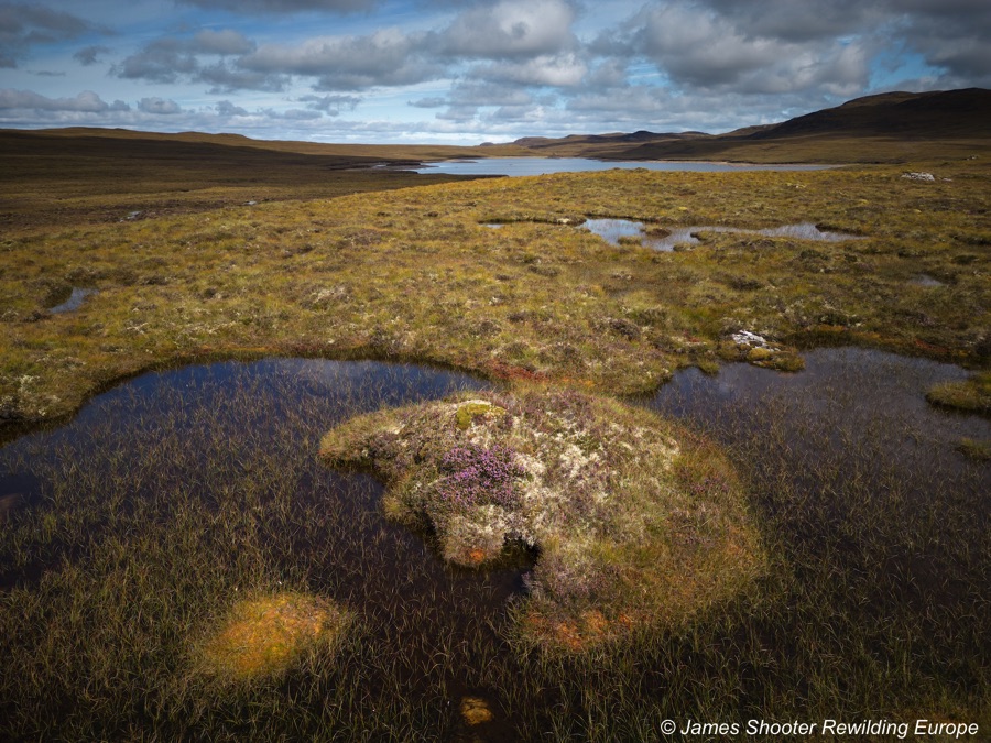 Peatland